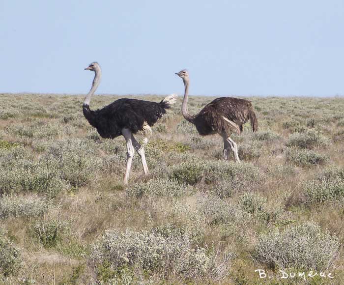 Autruches en Namibie